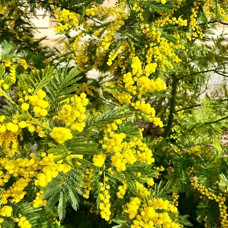 La Parenthese Flechoise,