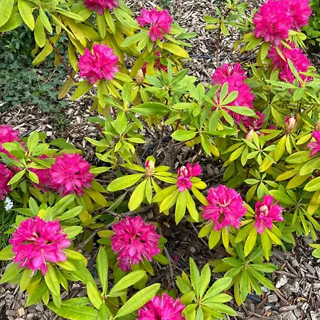 La Parenthese Flechoise, *