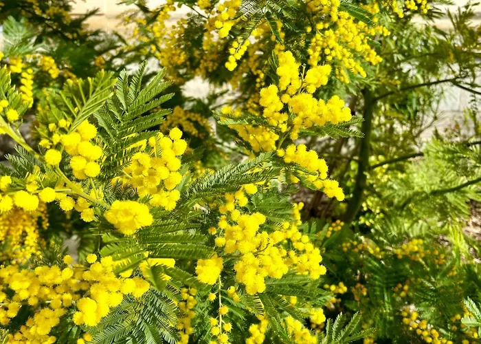 La Parenthese Flechoise,