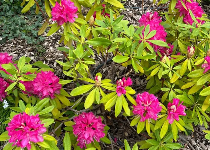 La Parenthese Flechoise, *